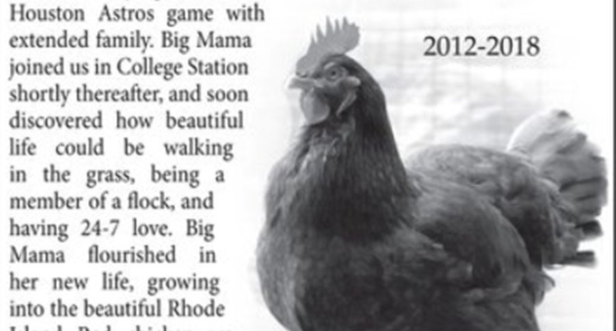 chicken