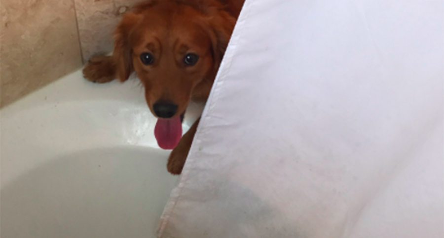 dog