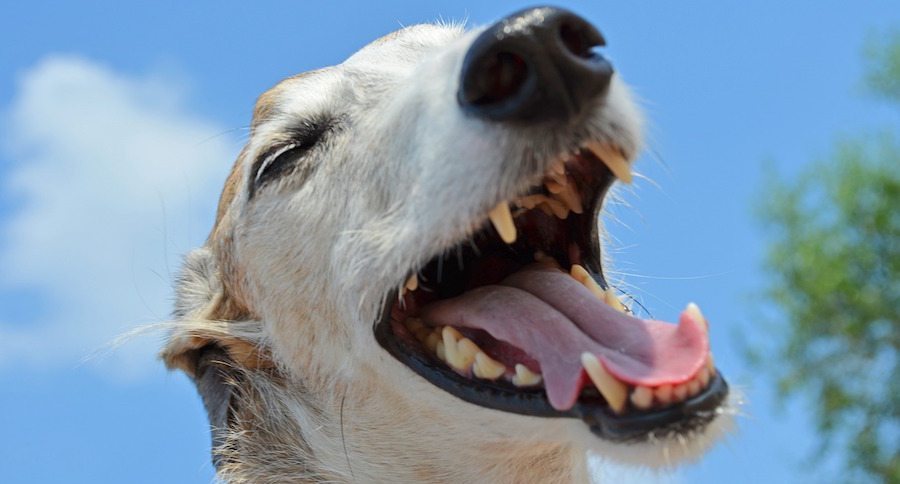 Greyhound