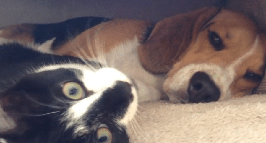 dog and cat make friends