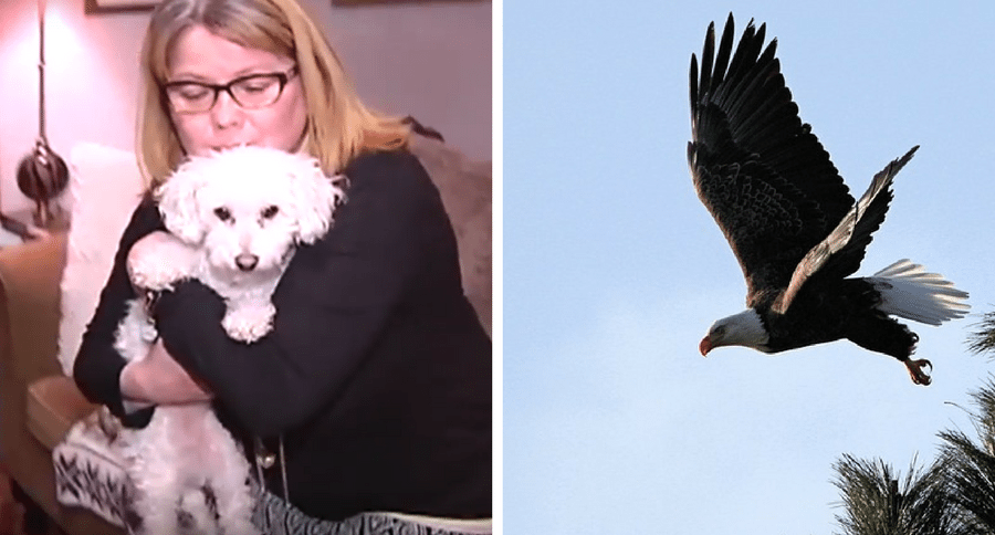 dog gets taken by eagle