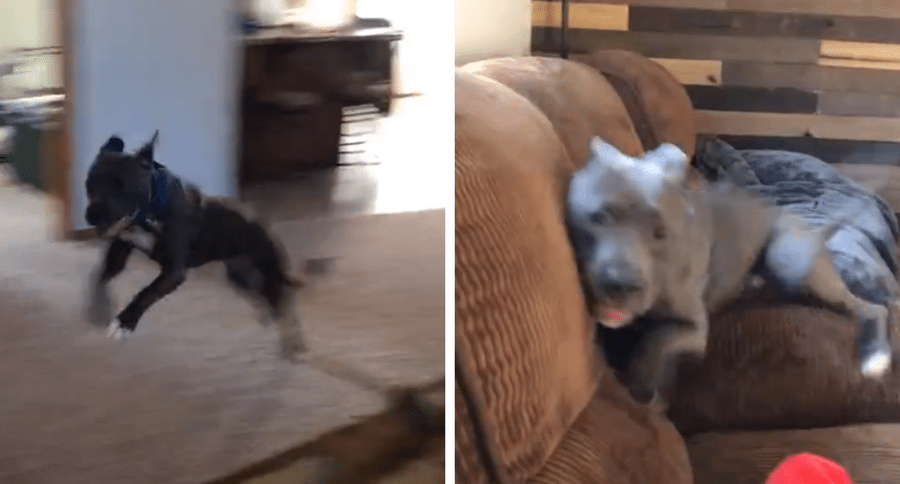 dog gets the zoomies