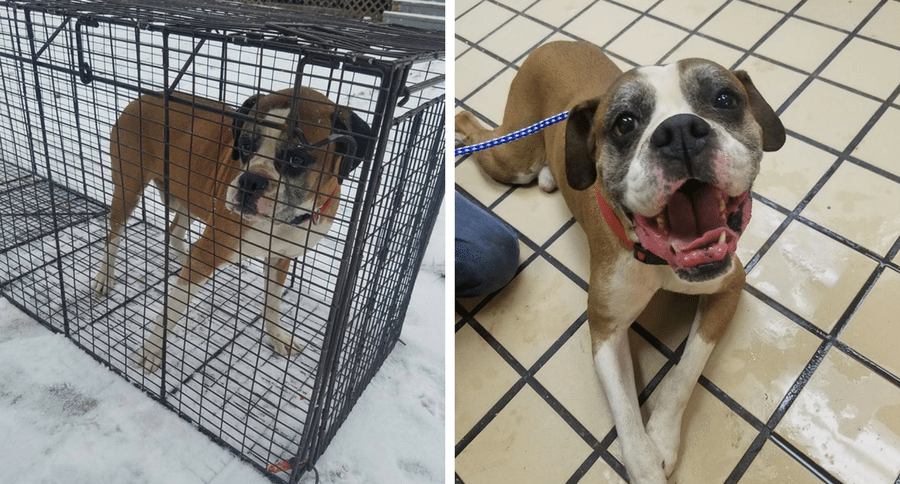 dog rescued from freezing cold