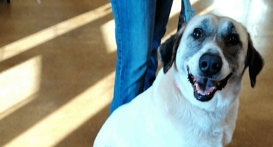 dog walks 20 miles to old family