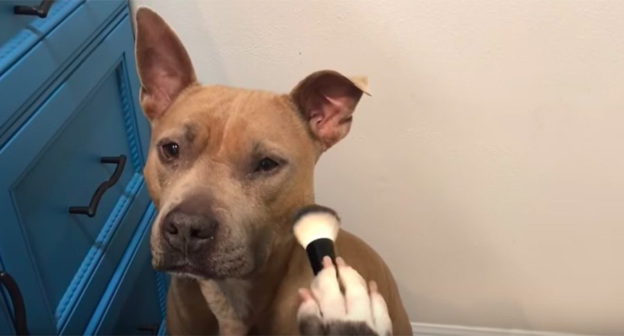 dog makeup tutorial