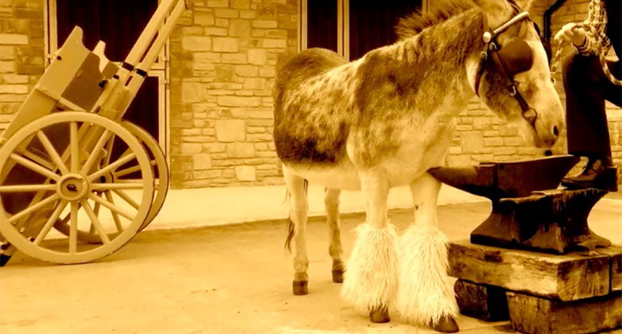 donegal donkey sanctuary