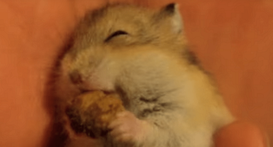 dwarf hamster