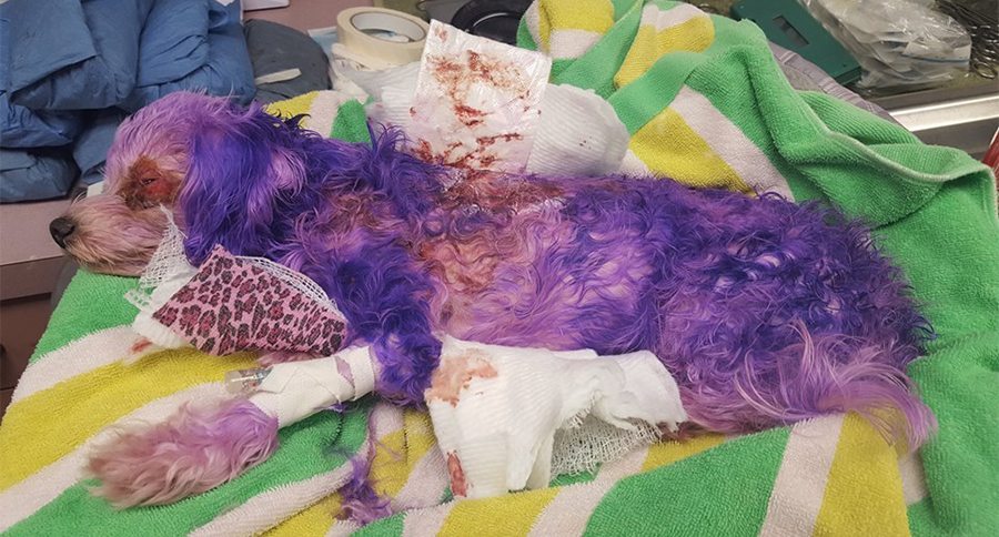 dog with hair dye