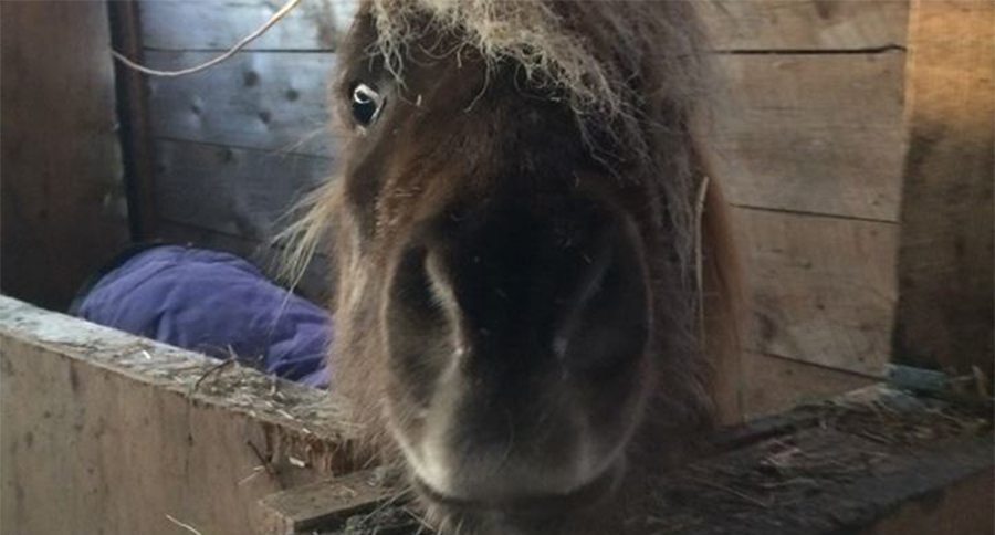 pony