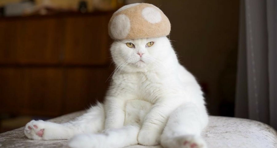 cat hats made of cat hair