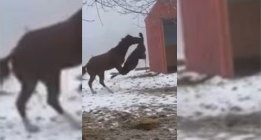 horse