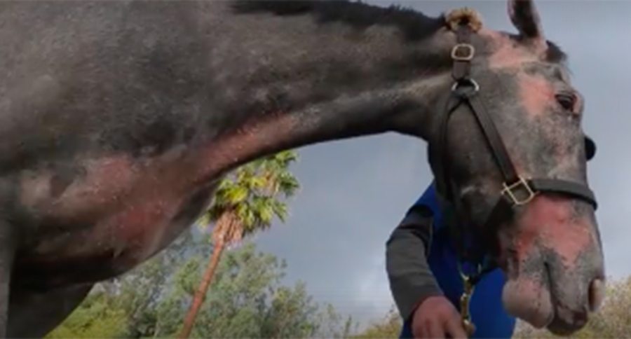 horse