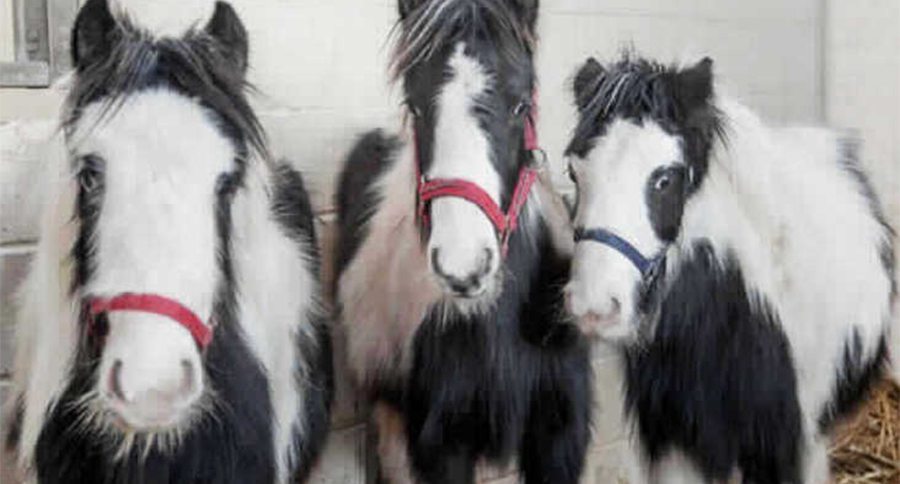horses