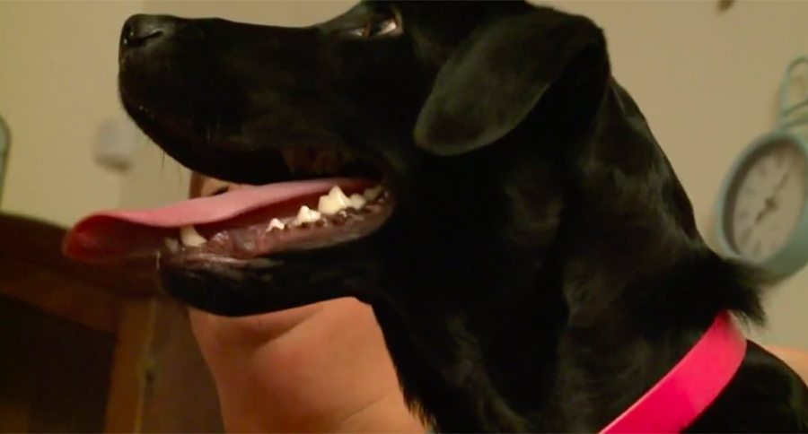black lab