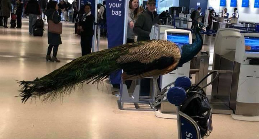 peacock