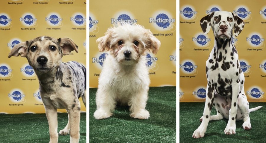 Puppy Bowl 2018
