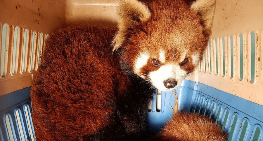 red pandas seized in Laos