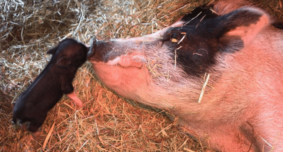 rescue pig and piglet