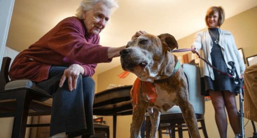 senior dog