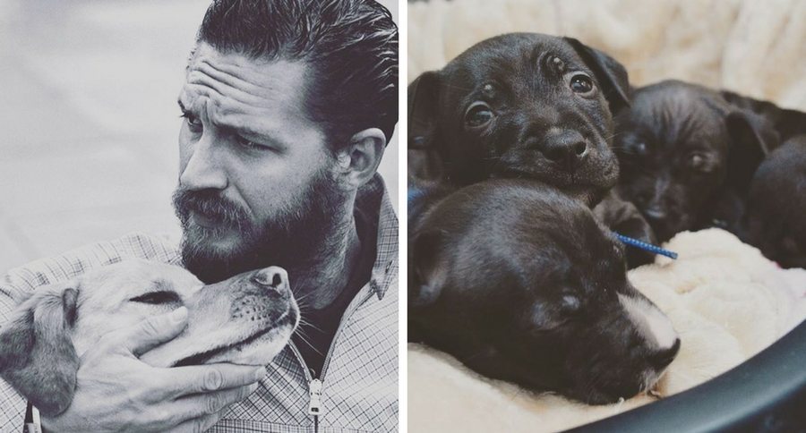 tom hardy