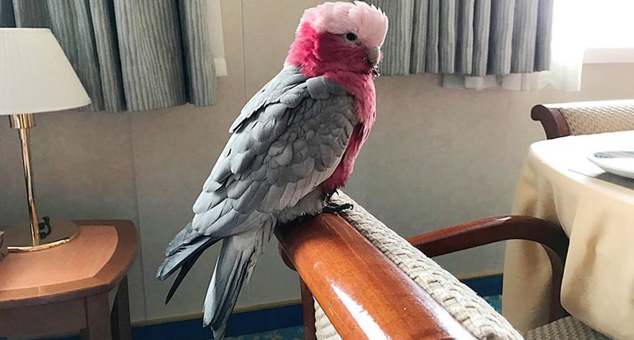 galah