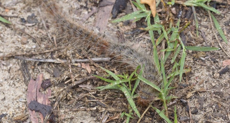 bag-shelter moths