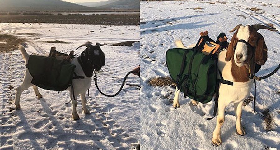 goat caddies