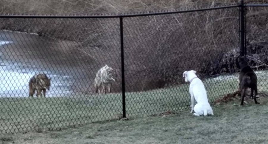 dogs and coyotes