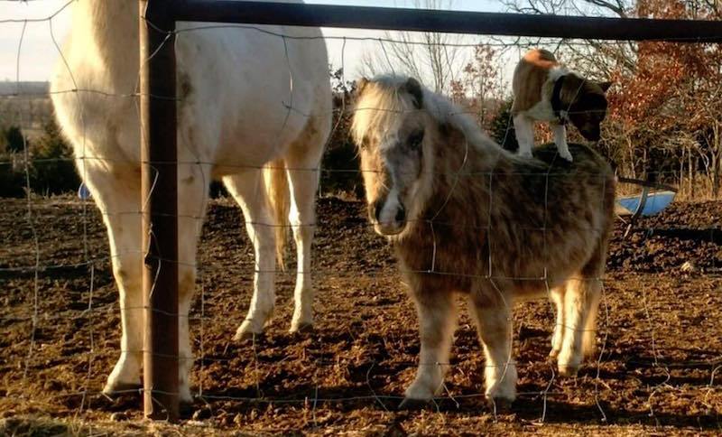 Corgi sitting on pony