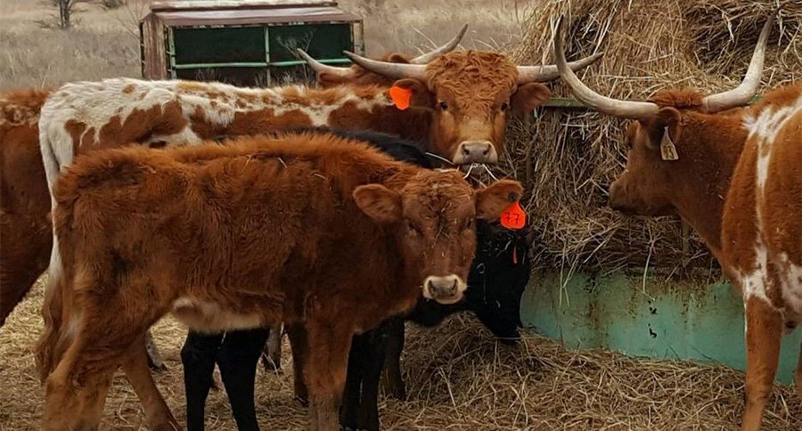 starving longhorns