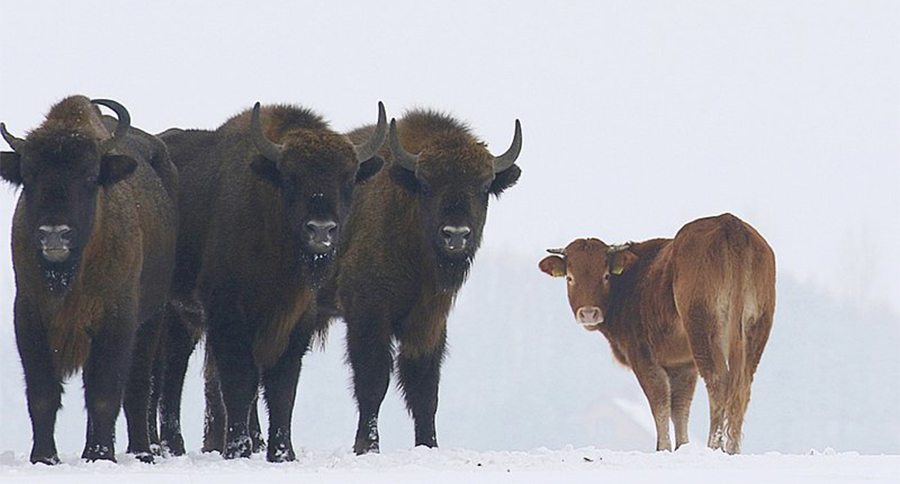 cow in bison herd