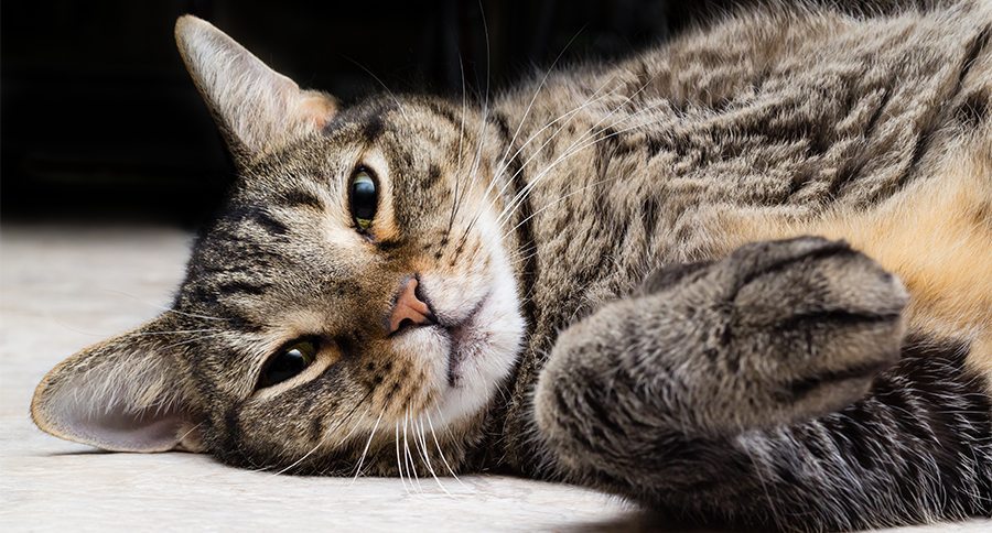 Tabby Cat