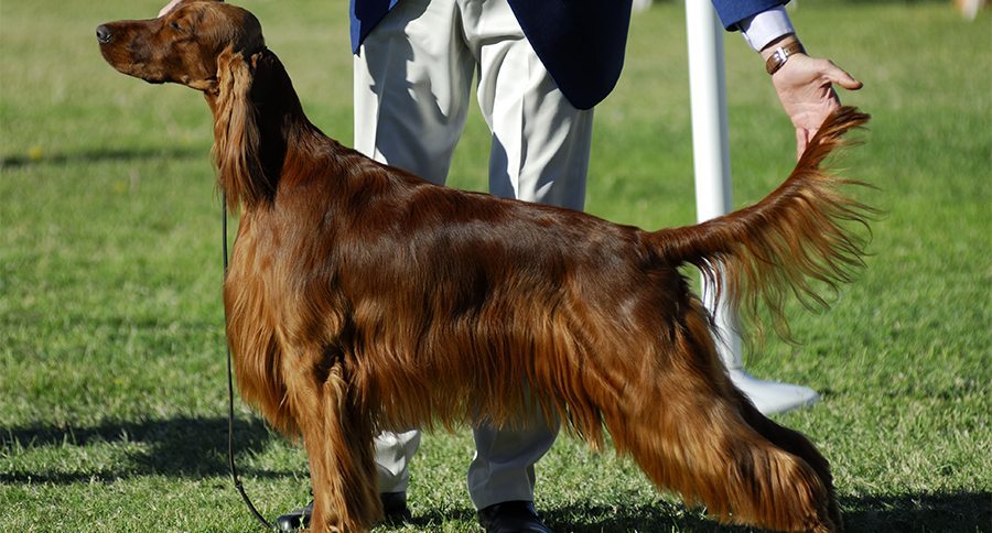 irish setter at dog show