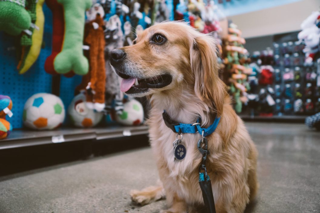Dog at pet store