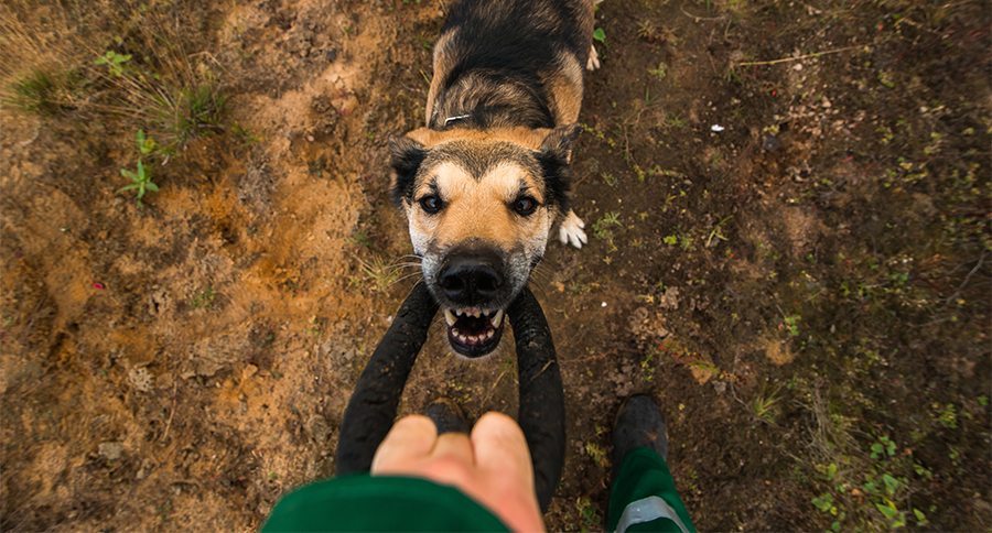 Crop shot of man plaing with a dog on a meadow.