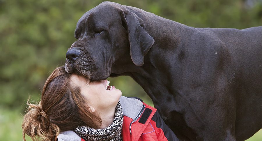 girl laughing while her dog kisses. tender moment,