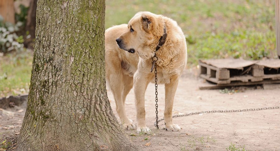 big dog on chain in yard