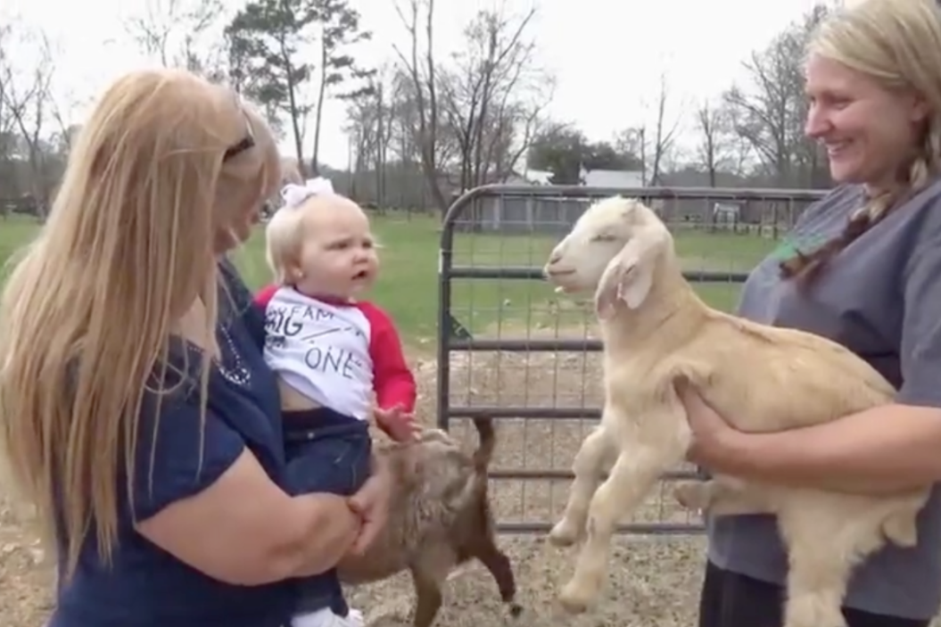 Baby Mimics Goat