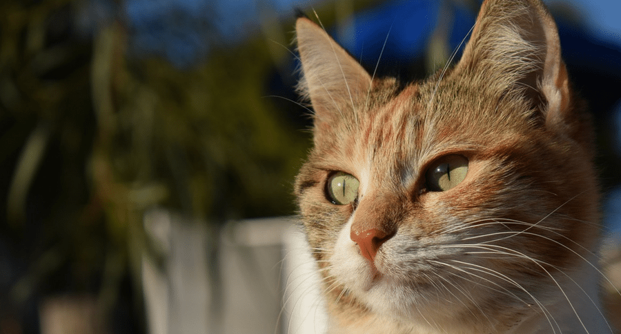 cat