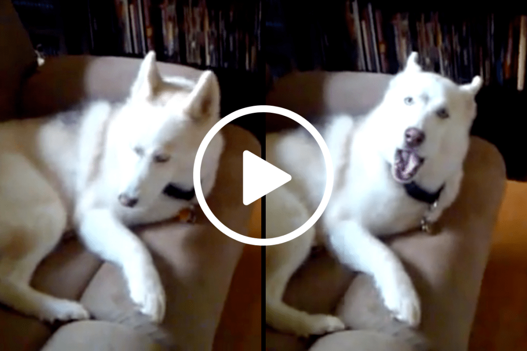 Brian The Husky