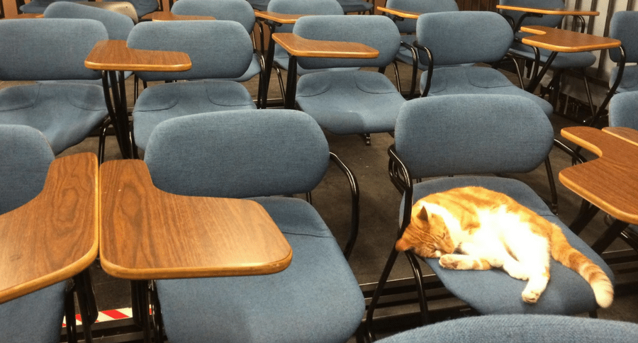 Bubba the Cat