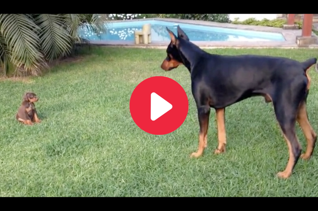 Doberman vs Doberman