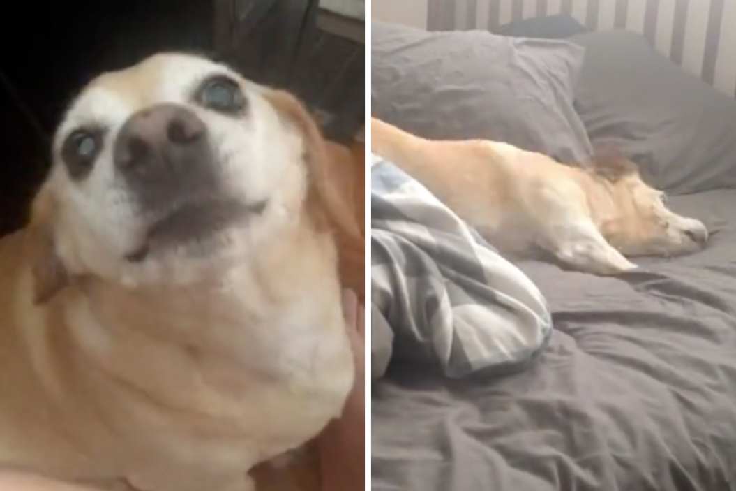Dog Tantrum, Work From Home