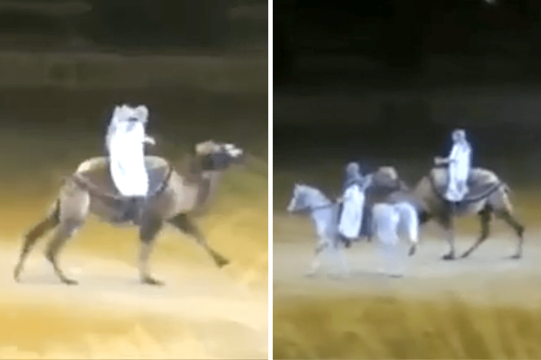 Camel does Pas de Deux with a horse.