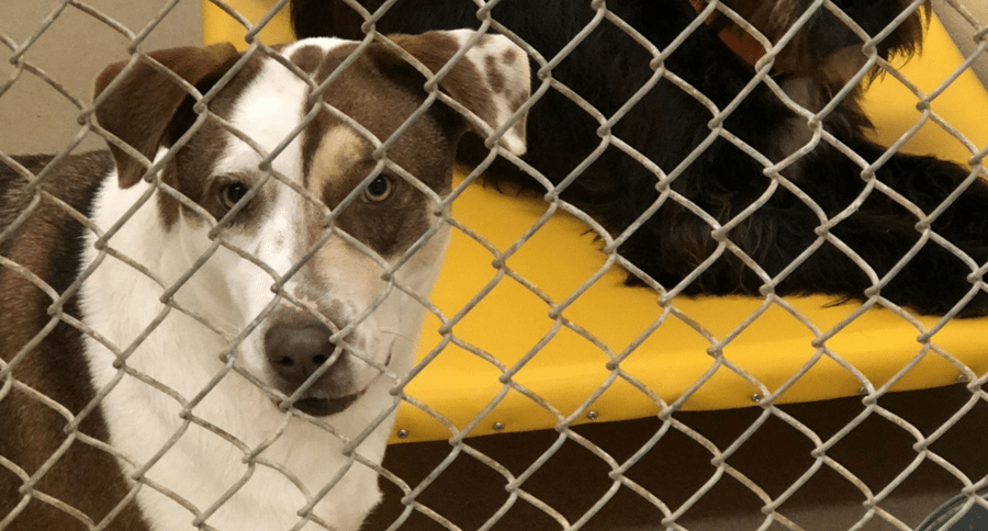 Eagle Scout makes dog beds