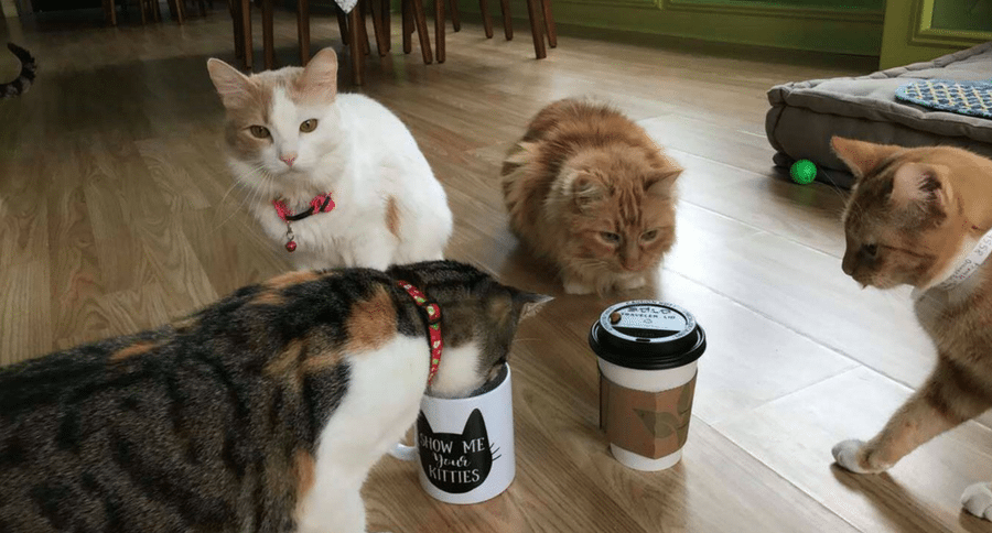 El Gato Coffee House