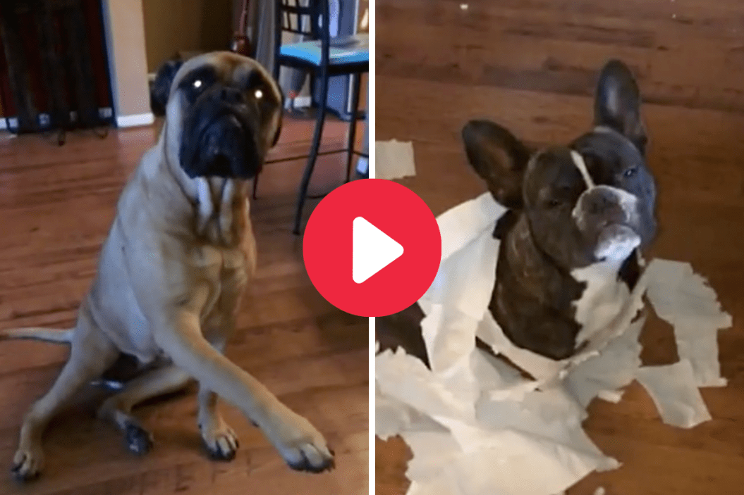 French Bulldog, Mastiff Mess