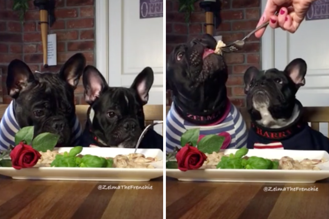 French Bulldogs, Valentine's Day