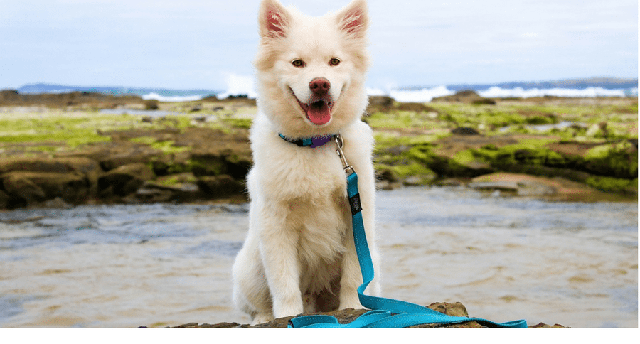 Hawaii fake service dogs