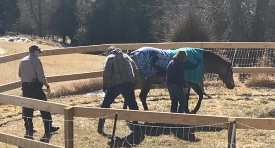 Horse in corral